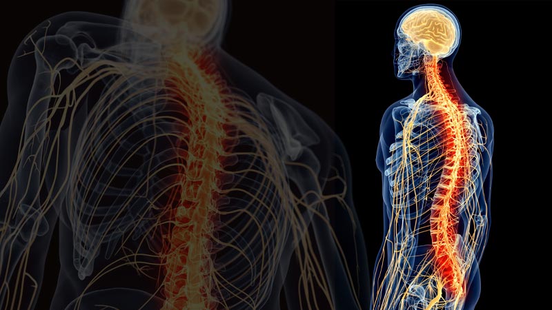 Central nervous system: Soma: The Epicenter of the Central Nervous System -  FasterCapital