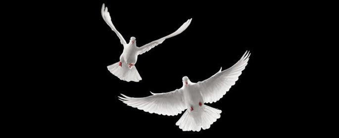 doves