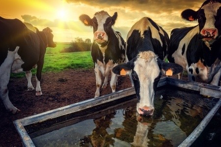 Why Soy Is Unsustainable And Beef Is Better For The Planet