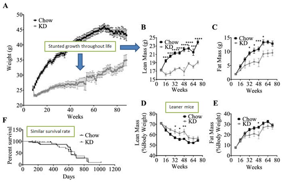 Body composition changes and survival rate in keto-fed and chow-fed mice over a lifetime.