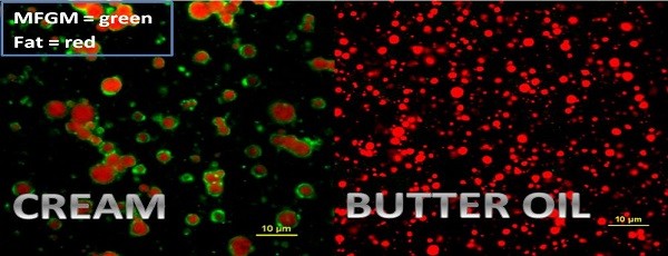 Milk fat – the good, the bad, the globule membrane