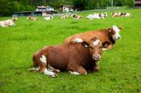 Austrian cattle farm