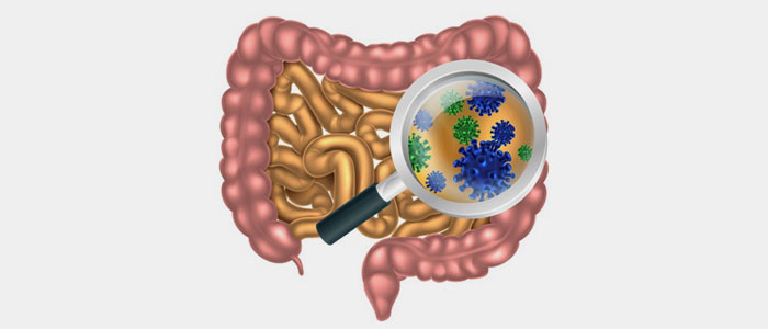 gut microbiodata