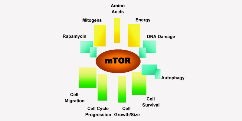 mTOR