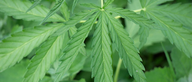 marijuana leaves