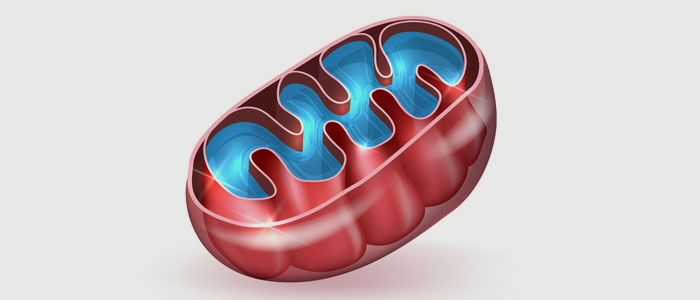 mitochondria