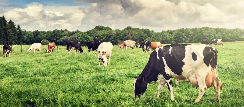 cattle livestock