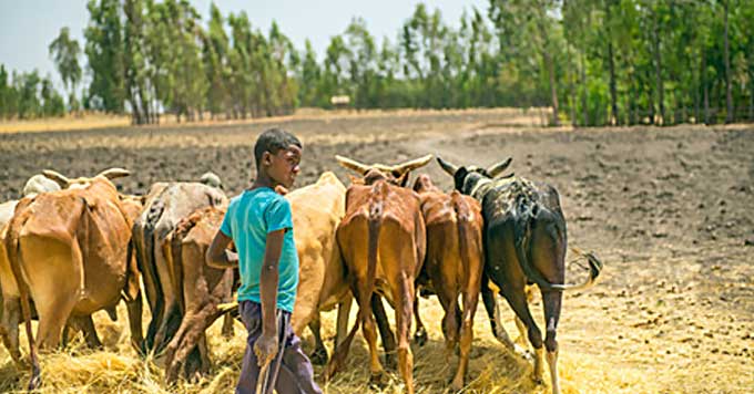 raising cattle