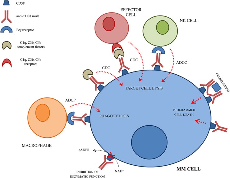 SHR # 2364 :: What Is The Reason For The Decline in NAD+ As We Age?