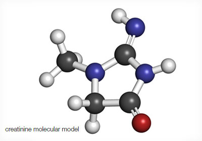 creatinine molecular model