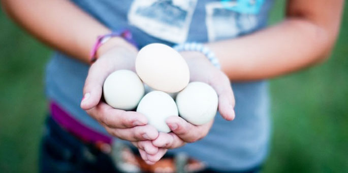 farm fresh eggs