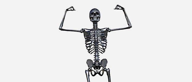 human bones skeleton