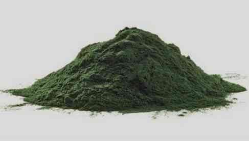 algae