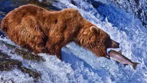 bear eats alaskan salmon