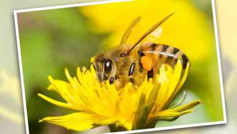 bees