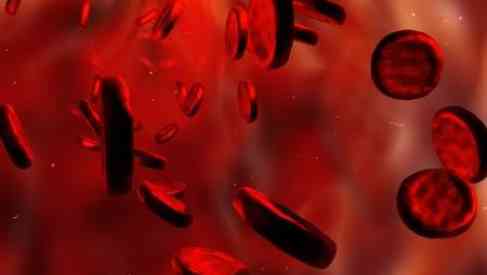 blood stem cells