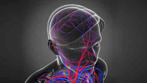 brain blood flow illustration