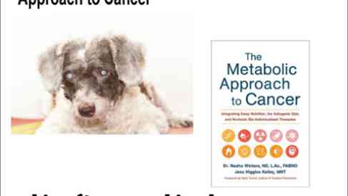 canine cataracts