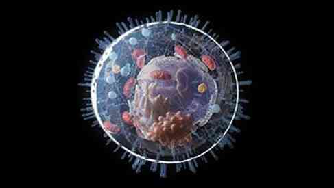 cilia on cells