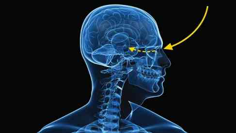 circadian clock hypothalamus