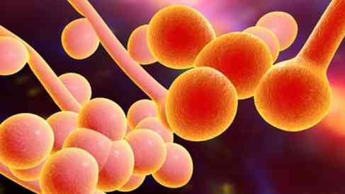 fungal-infection-microscopic-view