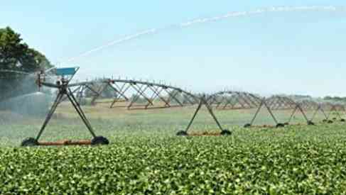 GMO crops farm