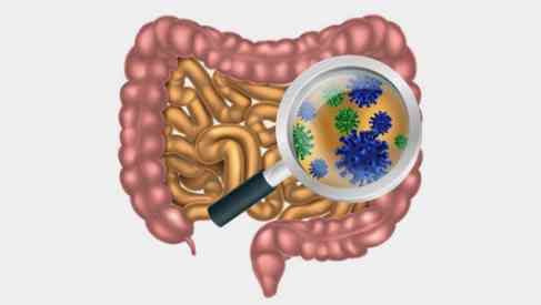 gut microbiodata