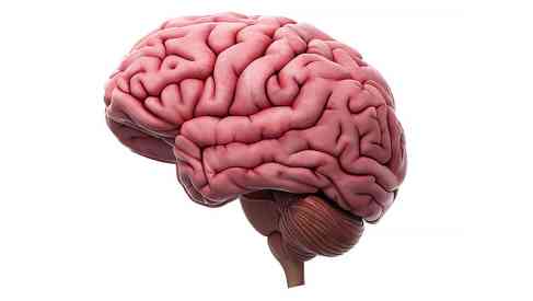 human brain illustration