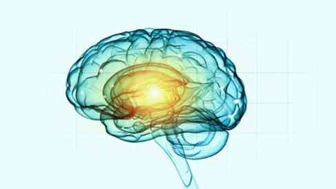 human brain neurons