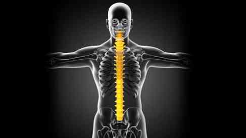 human spine