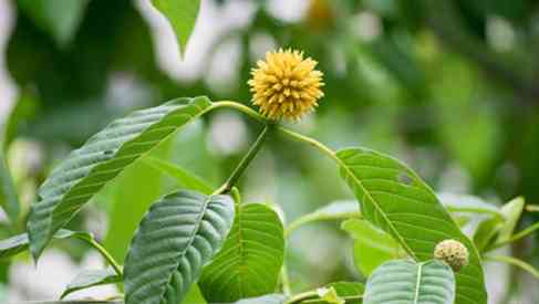 mitragyna speciosa korth kratom