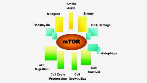 mTOR