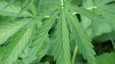 marijuana leaves