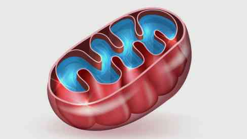 mitochondria
