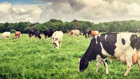 cattle livestock
