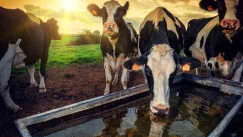 Grasslands Beef