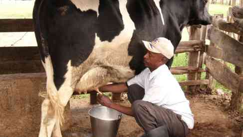 cow milking
