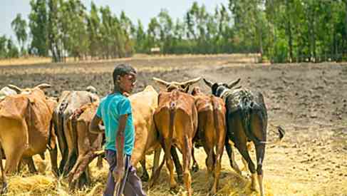 raising cattle