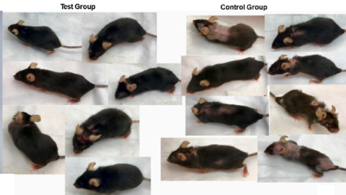 lab rats