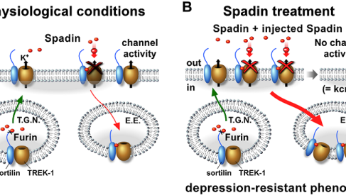 depression-resistant phenotype