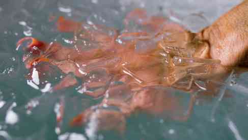 hand soaked in water