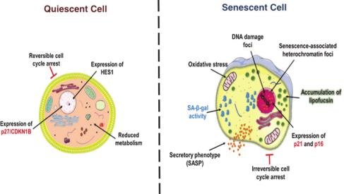Epigenetic Testing Pattern