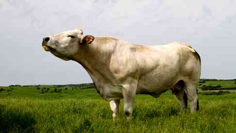 unique breed of cattle